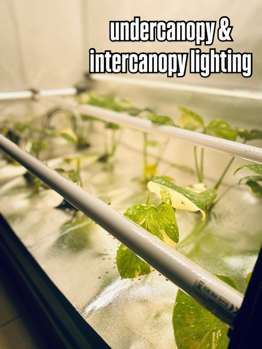 Under-Canopy & Inter-Canopy Lighting: Mehr Ertrag im Indoor- und Hydroponik-Anbau