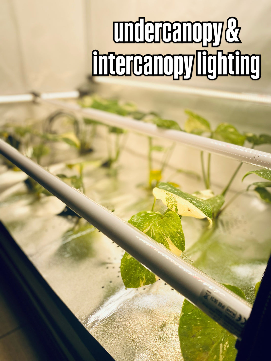 Under-Canopy & Inter-Canopy Lighting: Mehr Ertrag im Indoor- und Hydroponik-Anbau