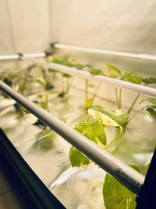2 x RFLECT TUBES LED- undercanopy & intercanopy Growlight 120cm