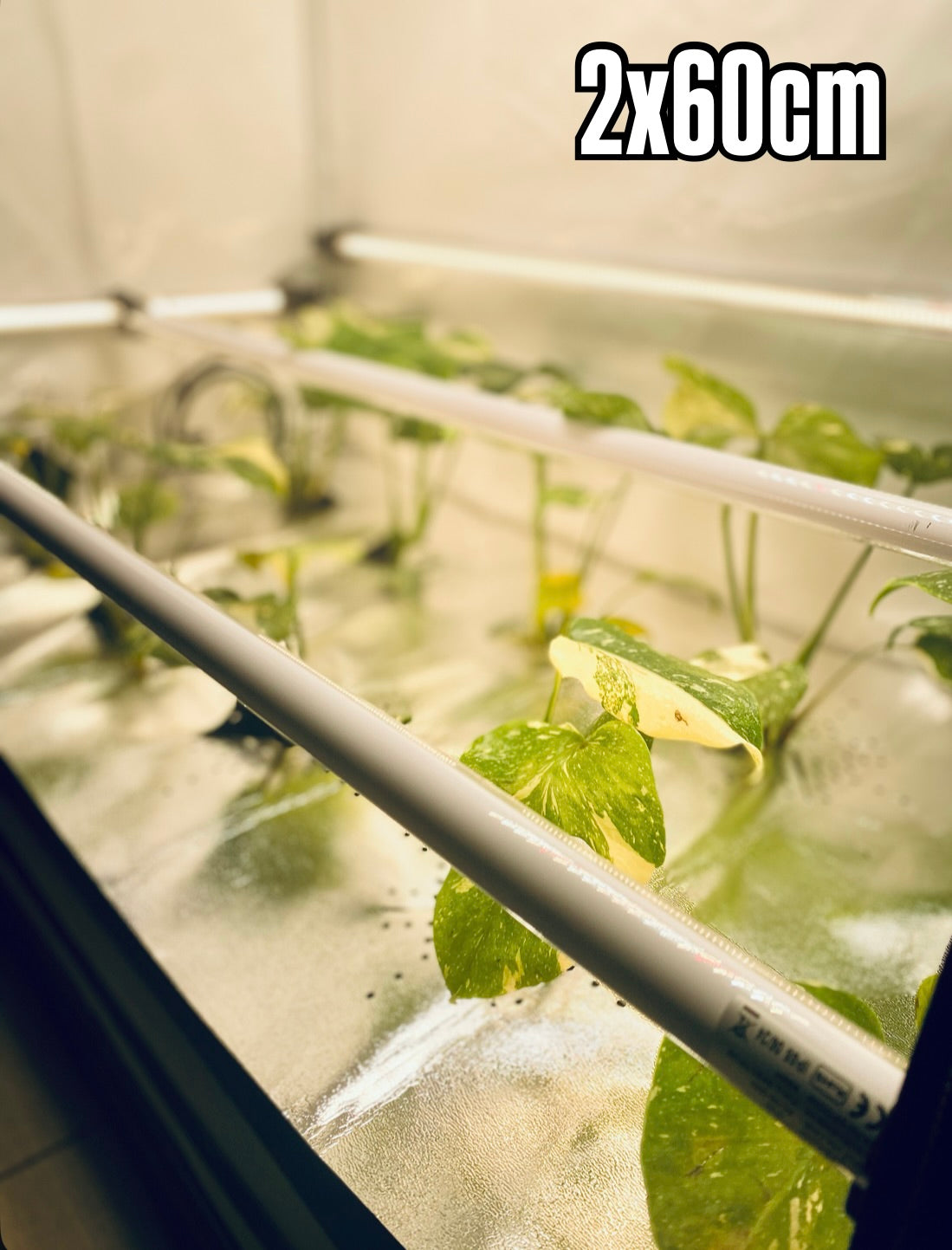 2 x RFLECT TUBES LED- undercanopy & intercanopy Growlight 60cm