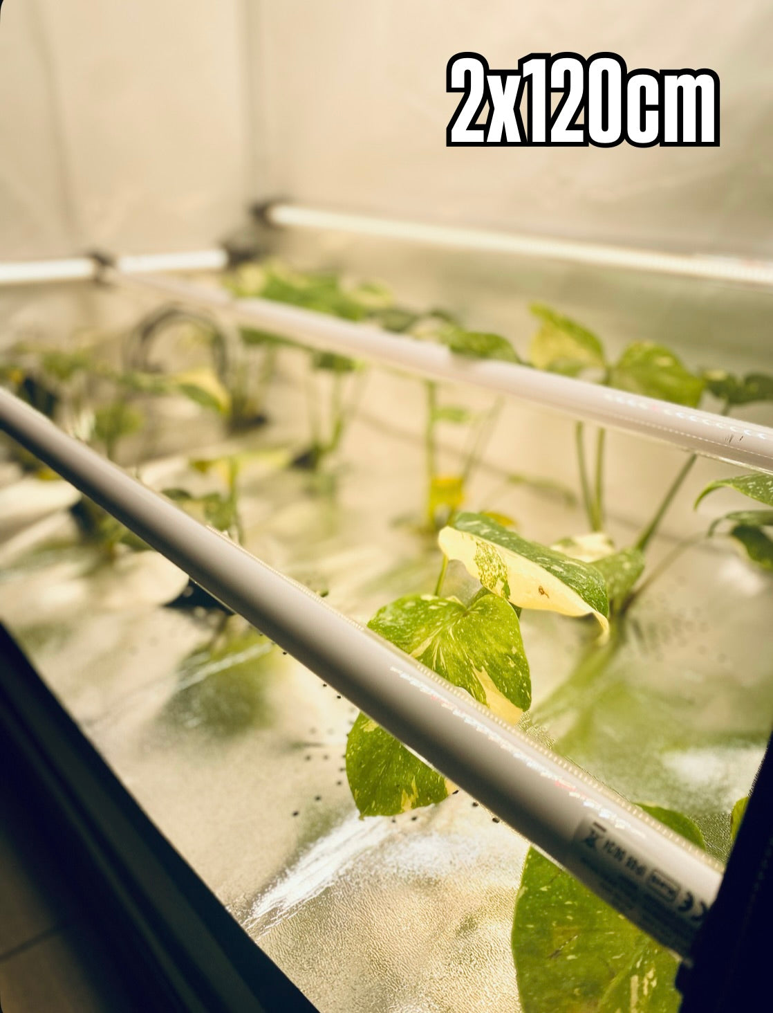 2 x RFLECT TUBES LED- undercanopy & intercanopy Growlight 120cm