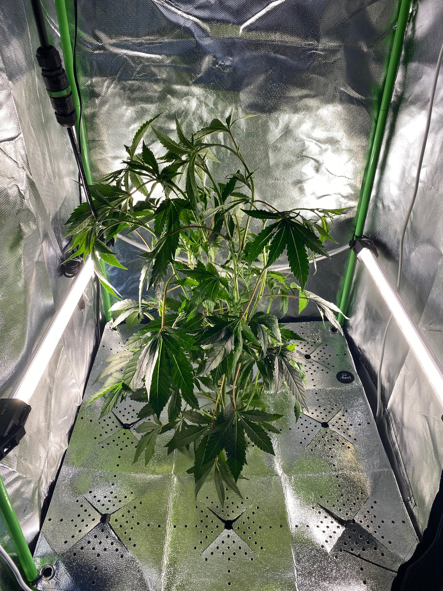 RFLECT 80X80 reflektierendes COVER