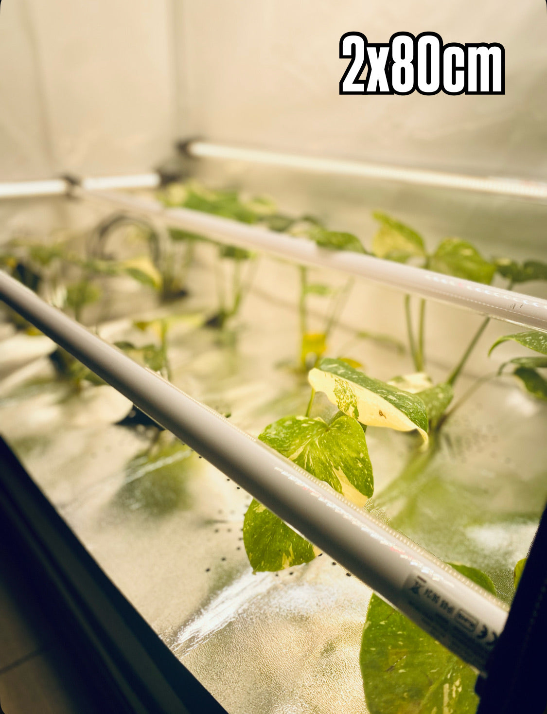 2 x RFLECT TUBES LED- undercanopy & intercanopy Growlight 80cm