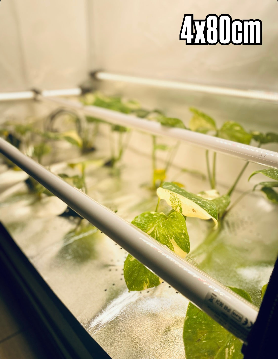 4 x RFLECT TUBES LED- undercanopy & intercanopy Growlight 80cm